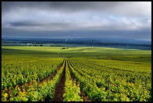 Sampanye Binet, Montagne de Reims