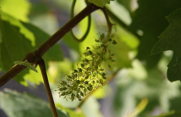 Bauget-Jouette Vinha de Champanhe