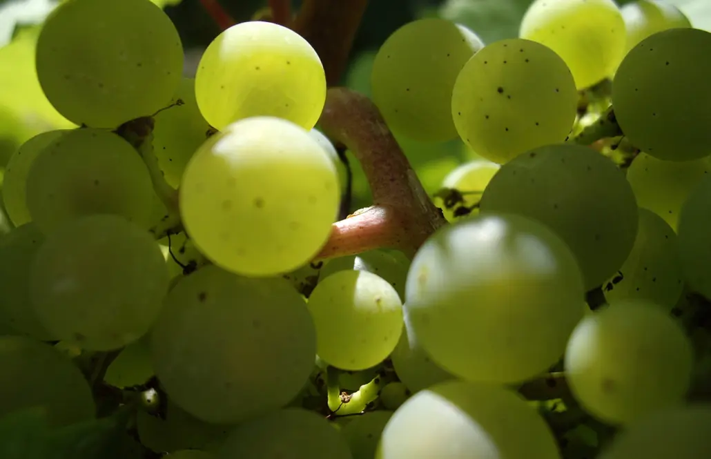 Uvas de champaña