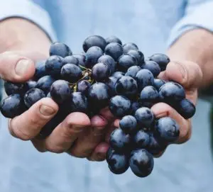 Canard-Duchêne Champán Pinot Noir