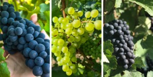 Grape varieties Champagne