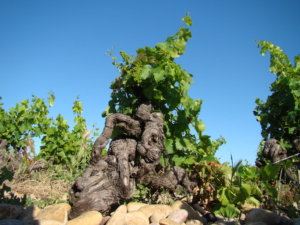 Vieilles vignes