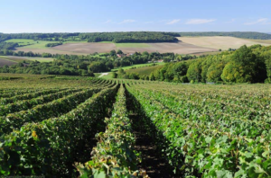 Vines Şampanya, Arbane